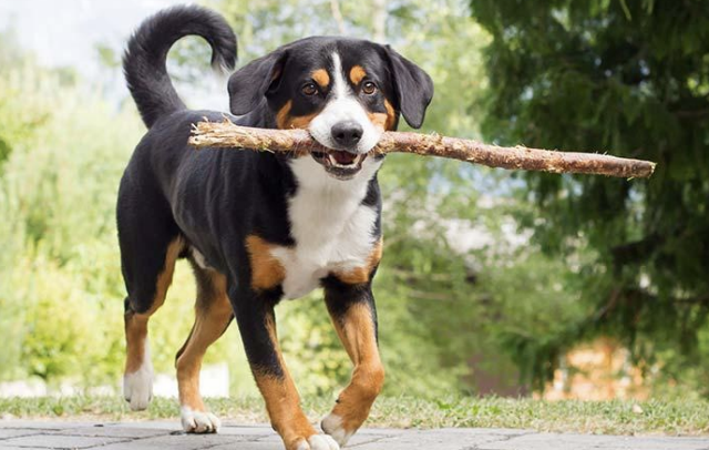 Image of dog and stick generated by CM3leon