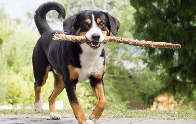 Image du chien et du bâton générée par CM3leon