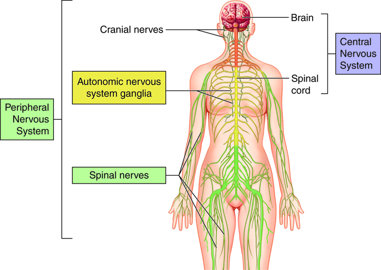 sistema nervioso IA