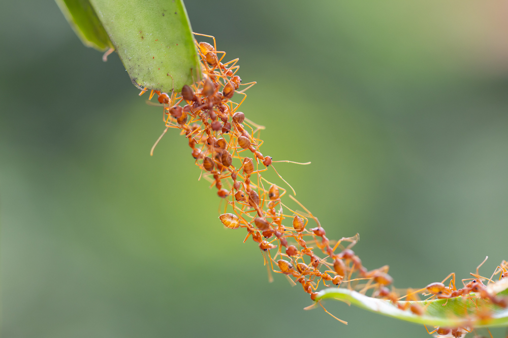 IA de formigas