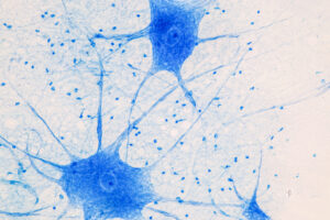 Neurone AI