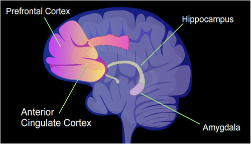 Amygdala